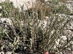 Camphorosma monspeliaca