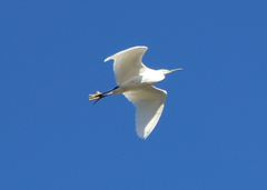 Egretta garzetta