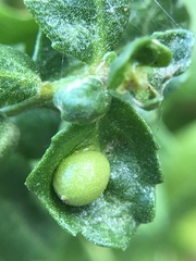 Rhopalomyia californica