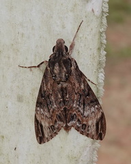 Psilogramma discistriga