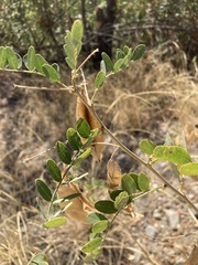 Colutea arborescens