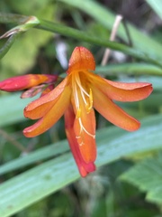 Crocosmia × crocosmiiflora