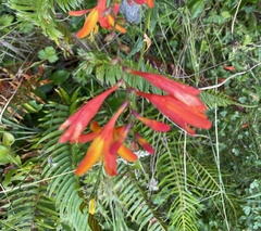 Crocosmia × crocosmiiflora