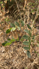 Colutea arborescens