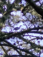 Egretta novaehollandiae novaehollandiae