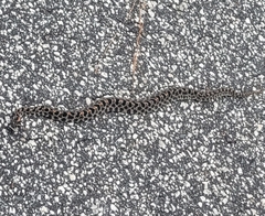 Sistrurus miliarius barbouri