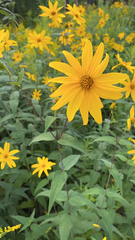 Helianthus divaricatus