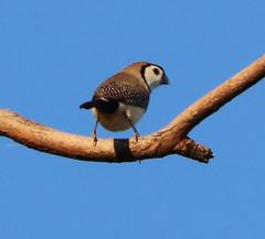 Stizoptera bichenovii