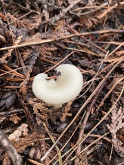 Cuphophyllus virgineus