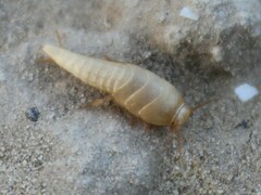 Tricholepisma aureum