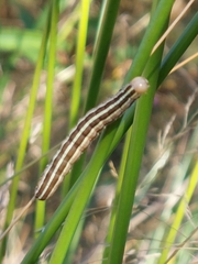 Trichordestra legitima