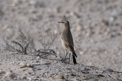 Oenanthe isabellina