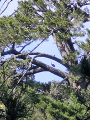 Egretta novaehollandiae novaehollandiae