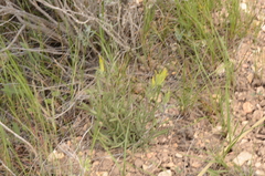 Castilleja flava