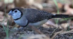 Stizoptera bichenovii