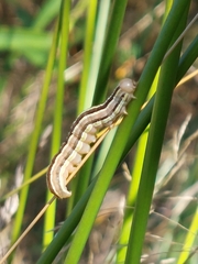 Trichordestra legitima