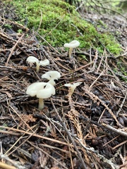 Cuphophyllus virgineus