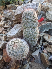 Mammillaria
