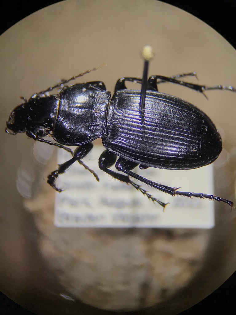 Cyclotrachelus torvus