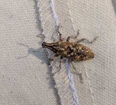 Cyphocleonus achates