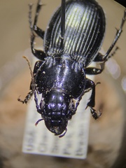 Cyclotrachelus torvus