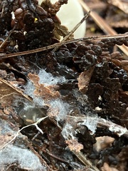 Cuphophyllus virgineus