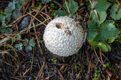 Calvatia booniana