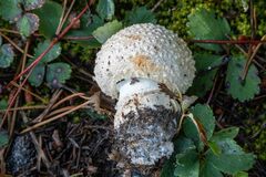 Calvatia booniana