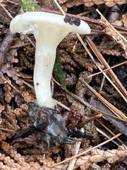 Cuphophyllus virgineus