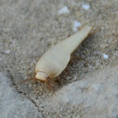 Tricholepisma aureum