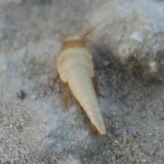 Tricholepisma aureum