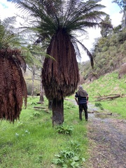 Dicksonia fibrosa