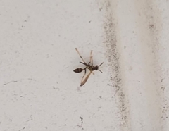 Mischocyttarus mexicanus