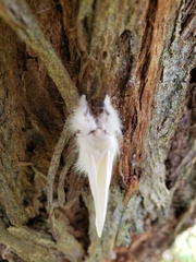 Trichiocercus sparshalli