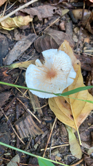 Lepiota rubrotinctoides