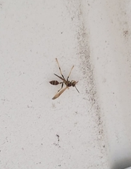 Mischocyttarus mexicanus