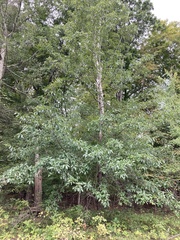 Quercus imbricaria