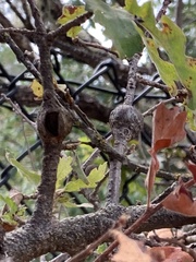 Callirhytis quercussuttoni