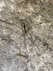 Leuronychus pacificus