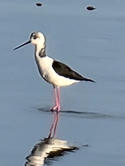 Himantopus leucocephalus