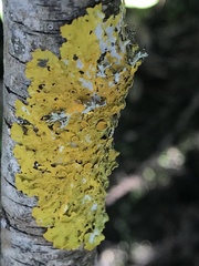 Xanthoria