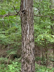 Quercus imbricaria