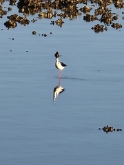 Himantopus leucocephalus