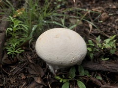 Calvatia craniiformis