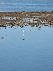 Himantopus leucocephalus