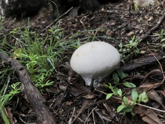 Calvatia craniiformis