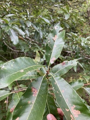 Quercus imbricaria