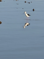 Himantopus leucocephalus