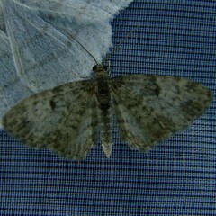 Eupithecia tantillaria