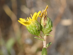 Grindelia hallii
